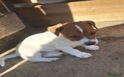 Jack Russell dogs for sale: Jack Russell puppies  - Image 4