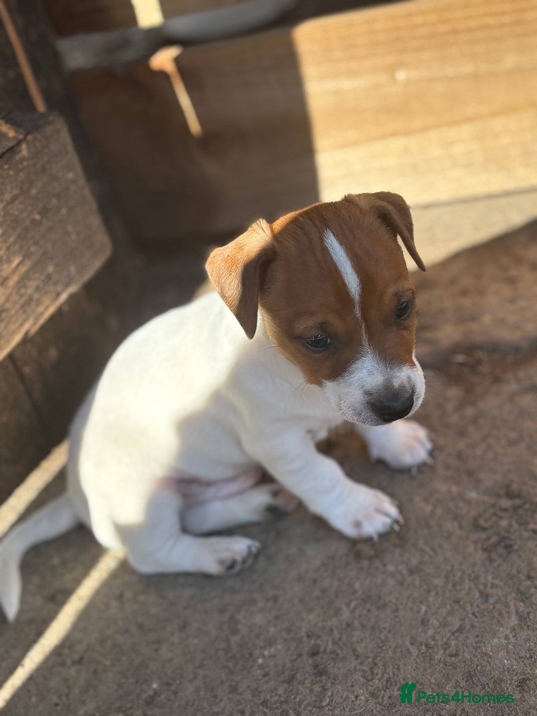Jack Russell dogs for sale: Jack Russell puppies  - Image 4