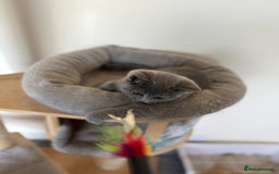 British Shorthair cats for sale: British shorthair kitten available  - Image 3