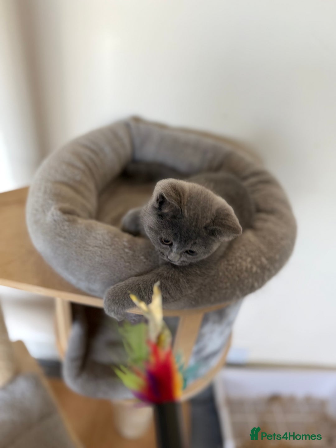 British Shorthair cats for sale: British shorthair kitten available  - Image 3