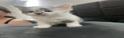 Mixed Breed cats for sale: 4 kittens  - Advert 23