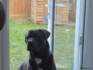 Cane Corso dogs Chiko - Advert 1