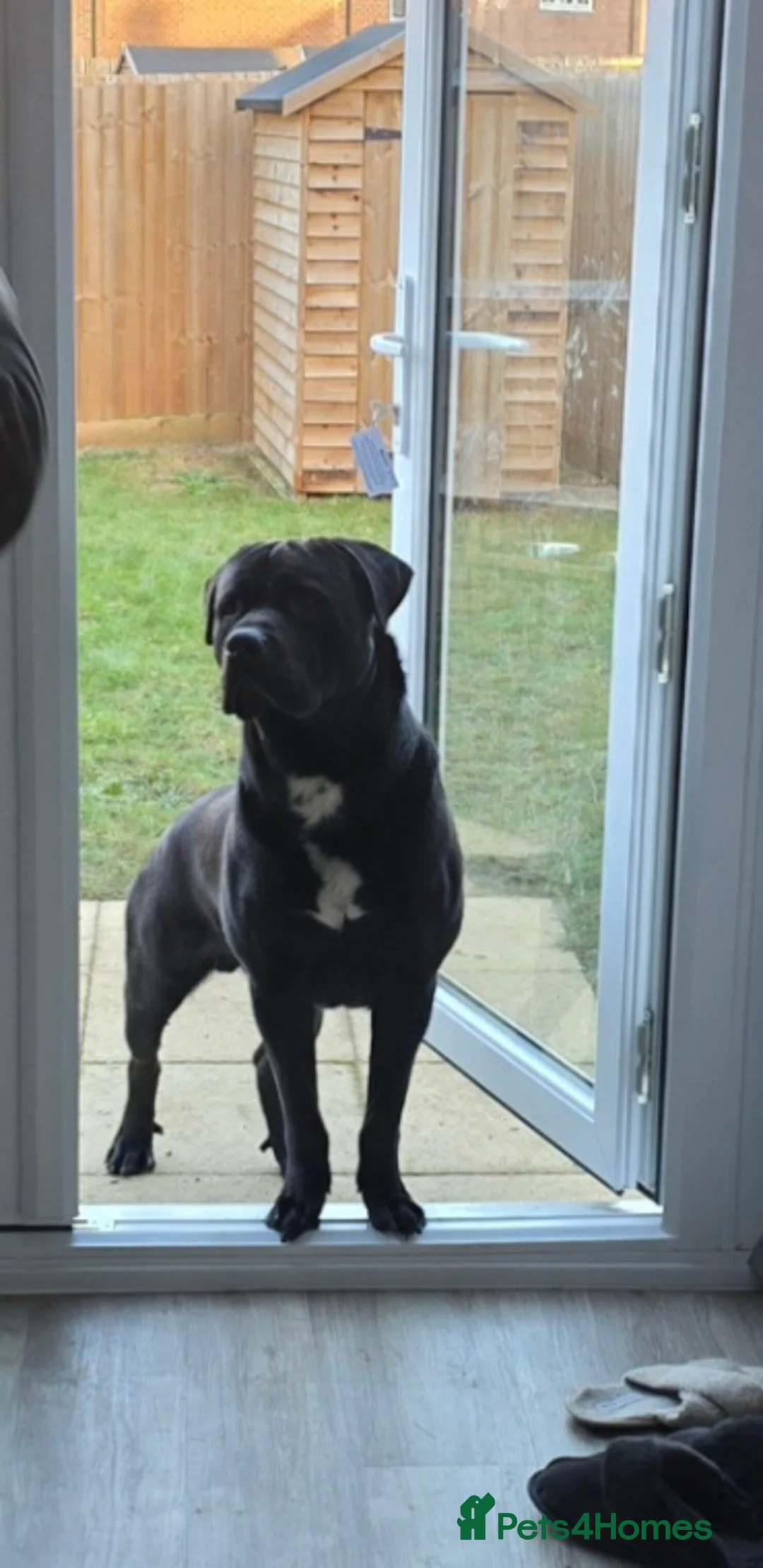 Cane Corso dogs for stud: Chiko - Advert 1