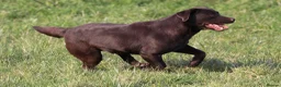 Labrador Retriever dogs for sale: Fully Health Tested Chocolate Labrador  - Advert 5