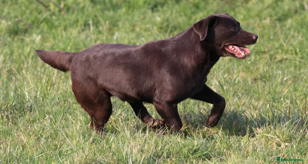Labrador Retriever dogs for sale: Fully Health Tested Chocolate Labrador  - Advert 5