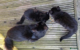Turkish Angora cats for sale: Turkish Angora Kittens – Playful Boy & Girl - Image 9
