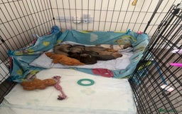Pug dogs for sale: Pug Puppies  - Image 23