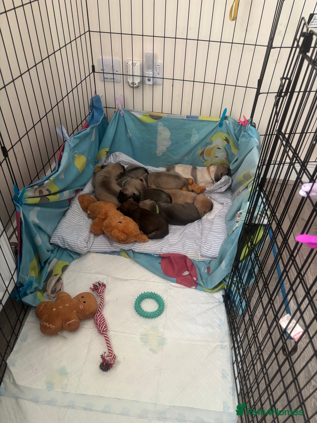 Pug dogs for sale: Pug Puppies  - Image 23