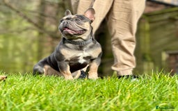 French Bulldog dogs for stud: Best producer known around  in Leigh - Image 3
