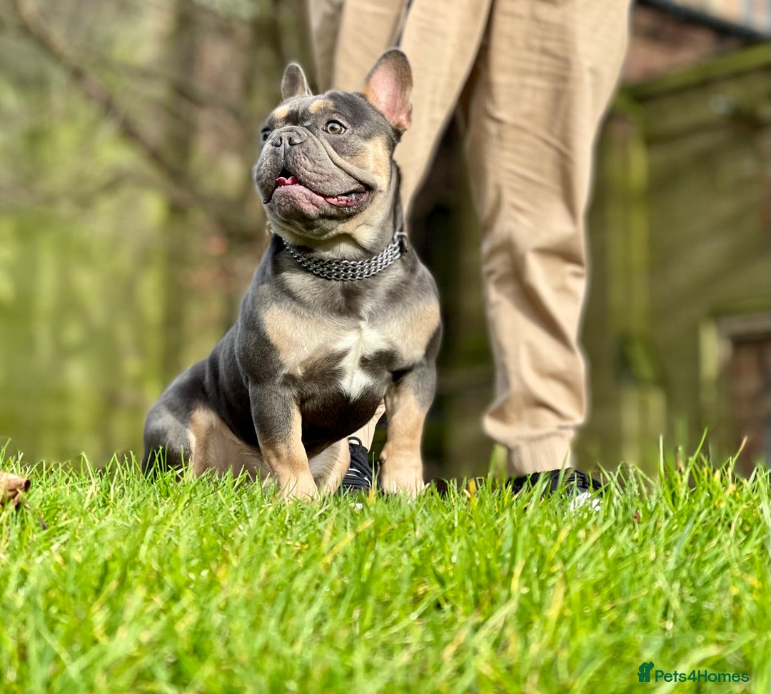 French Bulldog dogs for stud: Best producer known around  in Leigh - Image 3