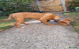 Olde English Bulldogge dogs for sale: Female old English - Image 5