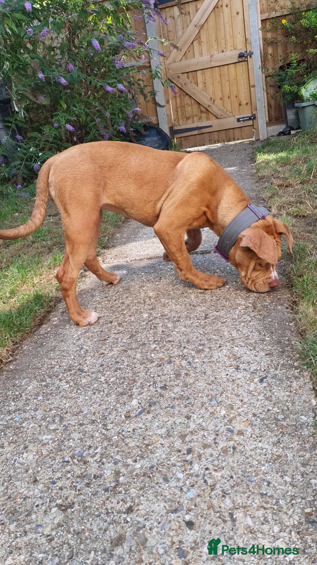 Olde English Bulldogge dogs for sale: Female old English - Image 5