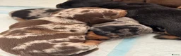 Miniature Dachshund dogs for stud: KC Reg Black and Tan Miniature Dachshund Stud - Advert 21