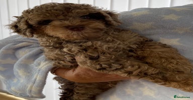 Cockapoo dogs - Advert 15