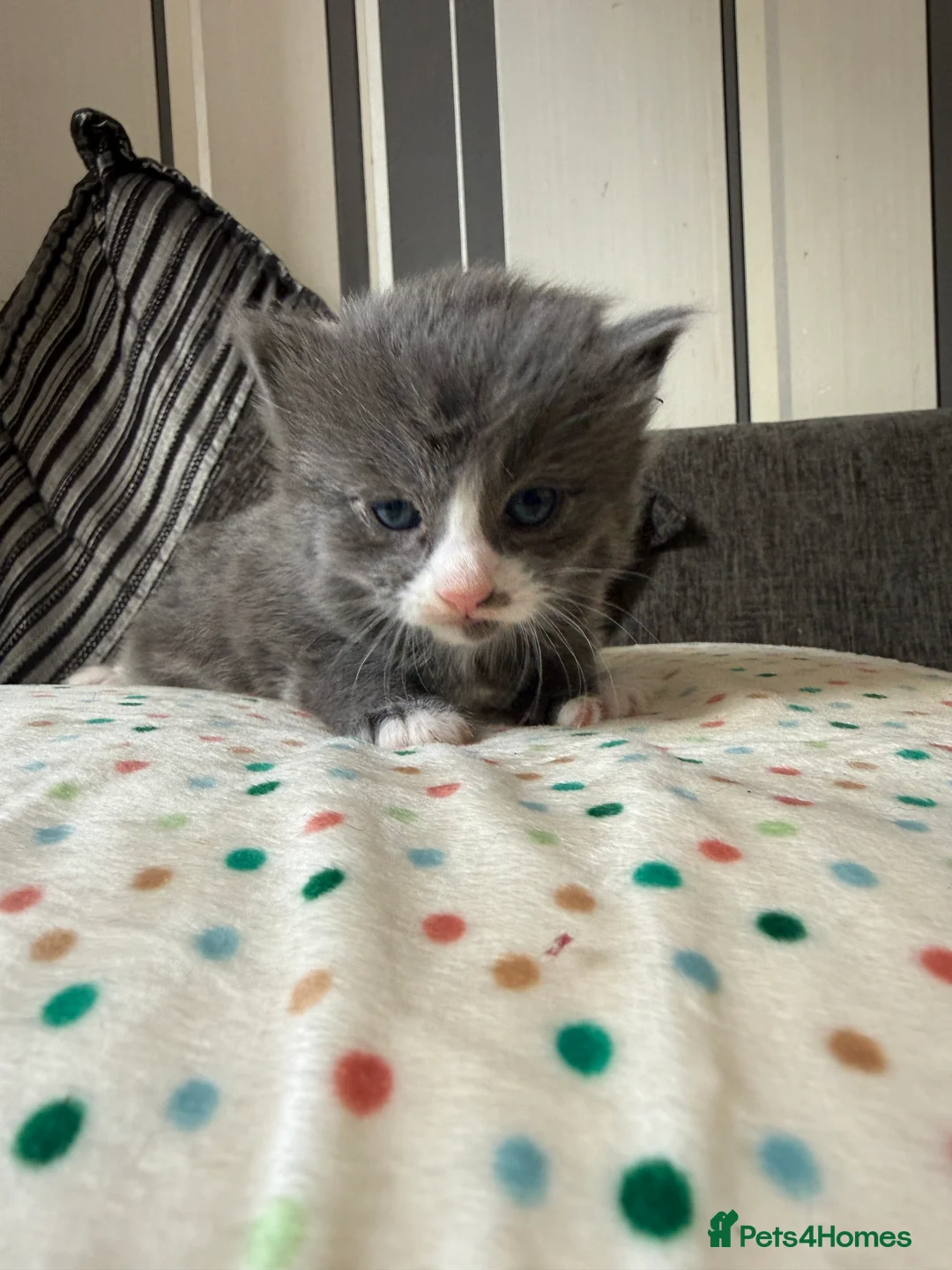 British Shorthair cats for sale: ADORABLE KITTENS FOR SALE - READY SOON! - Advert 6