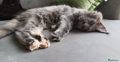 Maine Coon cats - Advert 15