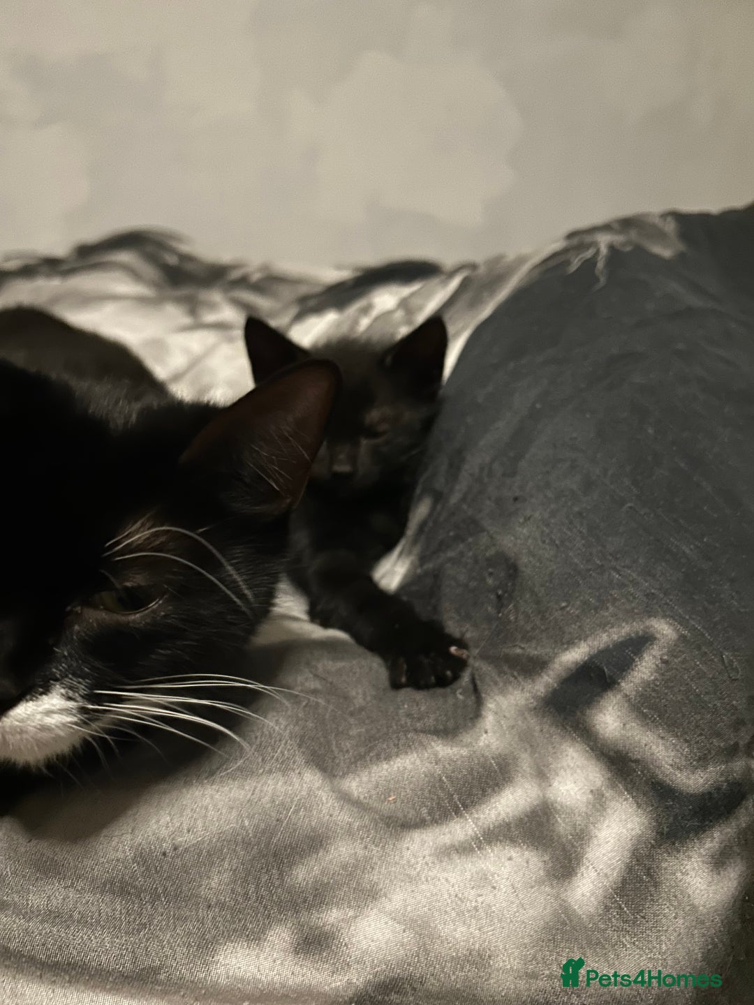 Mixed Breed cats for sale: Kittens are ready now  - Advert 19