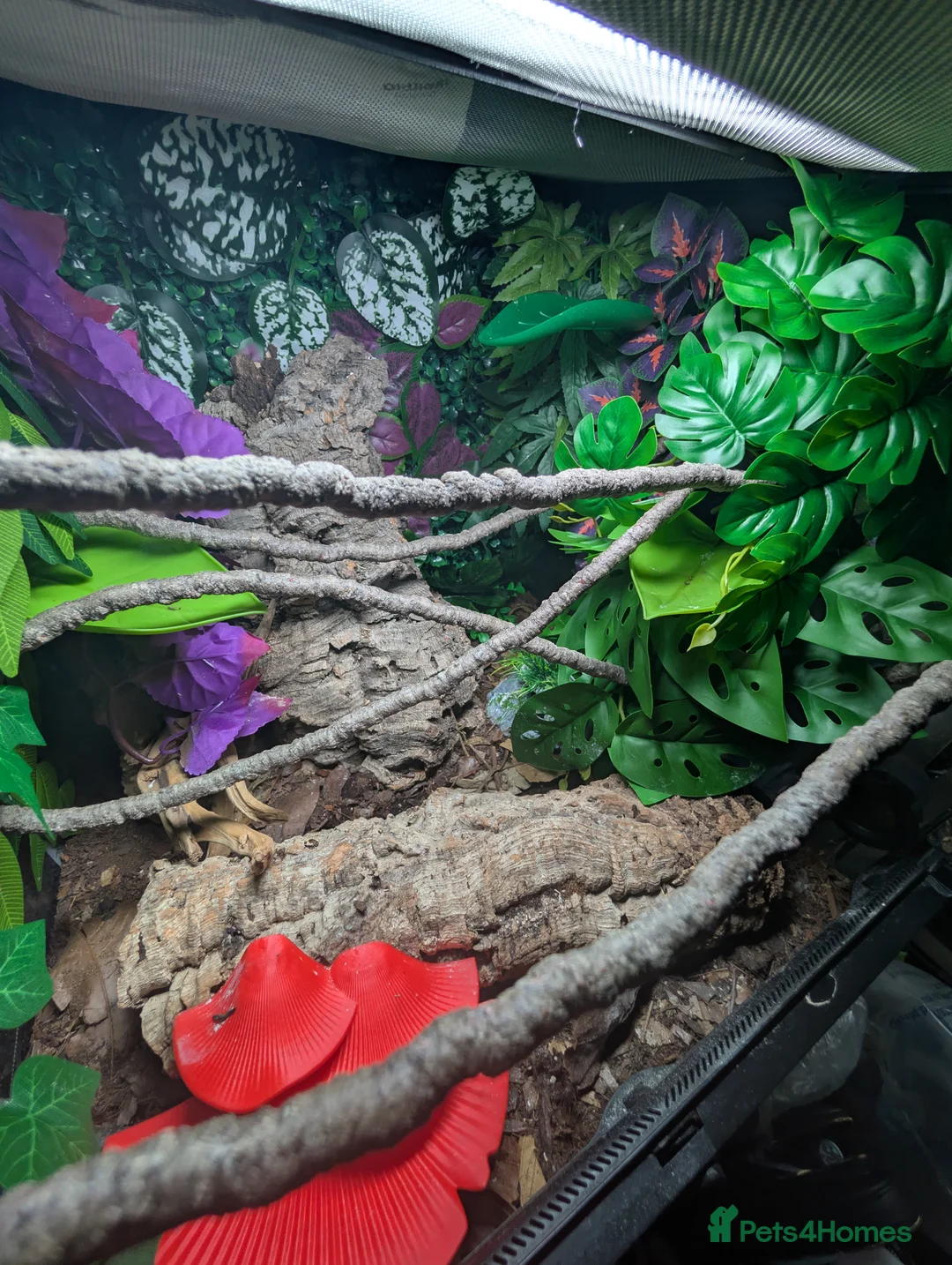 Gecko reptiles for sale: Unsexed Crested Gecko hatchling & full set up - Advert 12