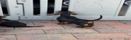 Miniature Dachshund dogs for sale: Home raised miniature wire haired dachshunds in Uttoxeter - Advert 8