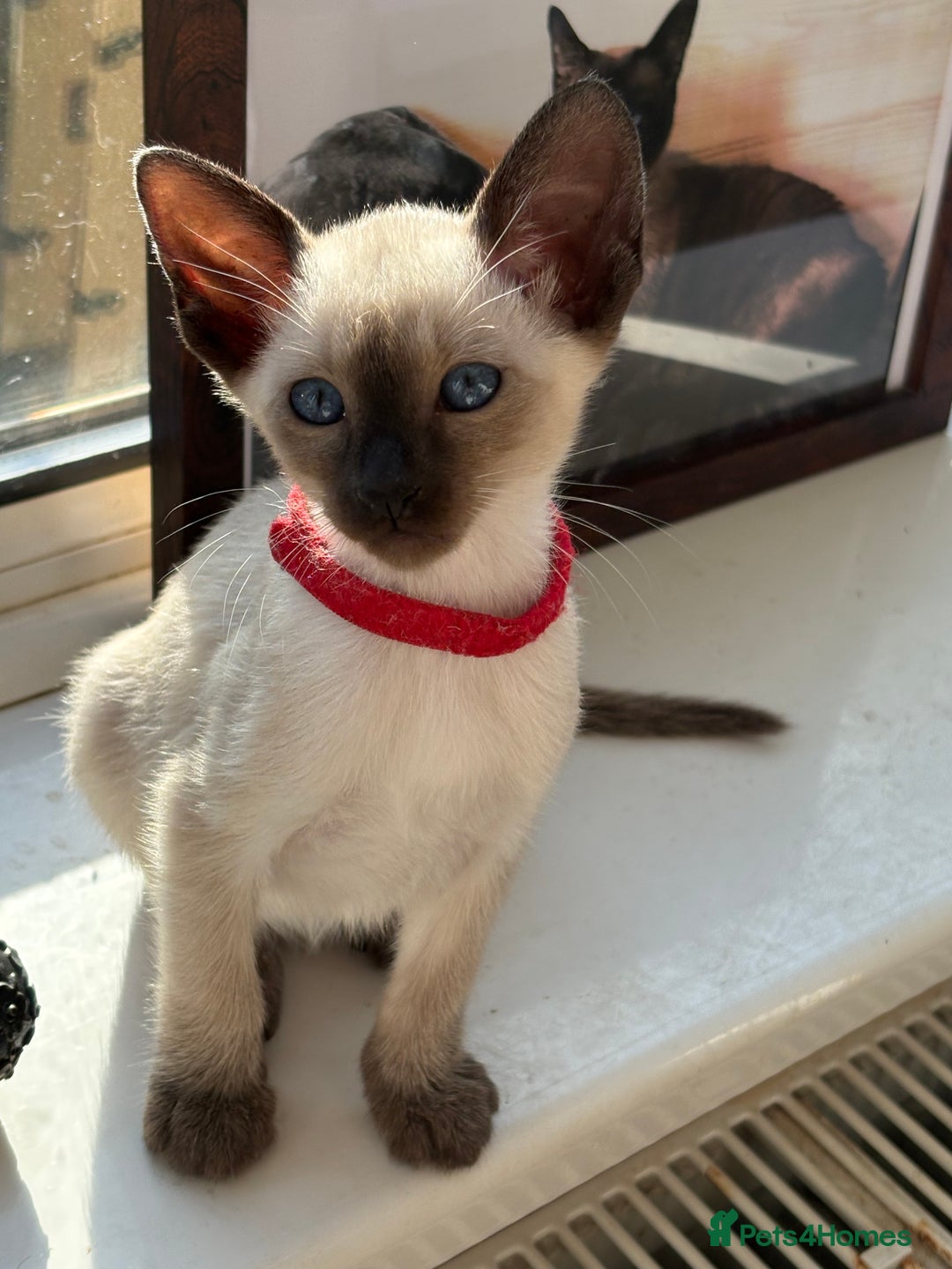 Siamese cats for sale: Siamese kittens for sale  in Sheffield - Image 14