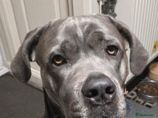 Mixed Breed dogs Beautiful big girl - Advert 1