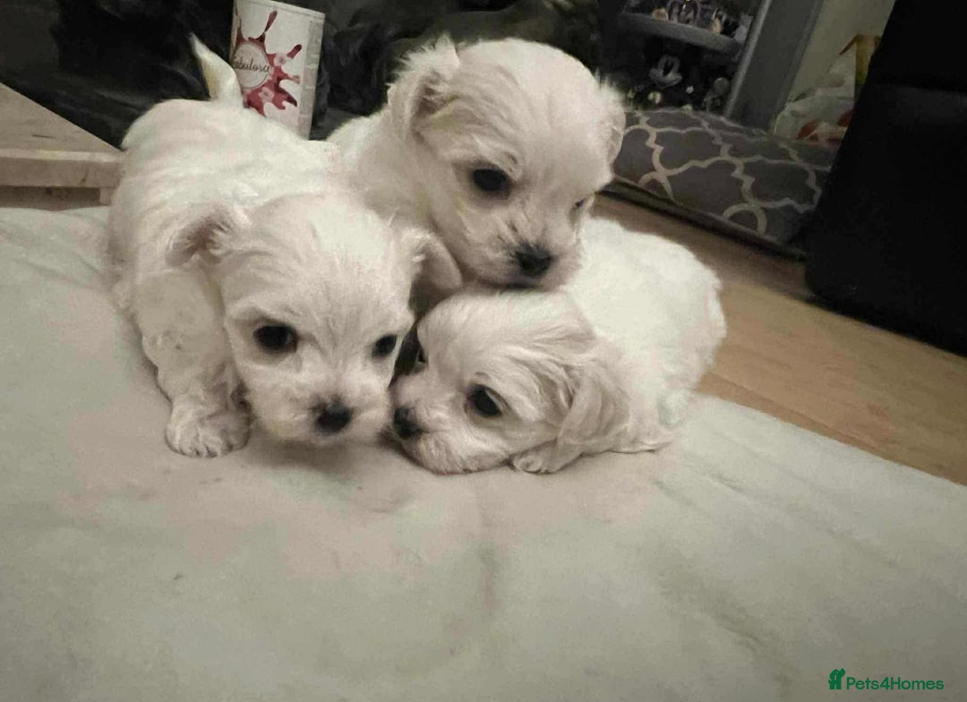 Maltese dogs for sale: 3 Maltese puppy’s  - Image 2