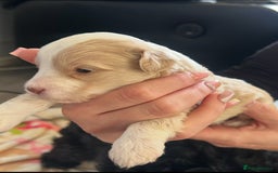 Shihpoo dogs for sale: 4 Beautiful Toy poodle x Shihpoos - Image 12