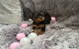 Yorkshire Terrier dogs for sale: Beautiful Yorkshire terrier puppies  - Image 13