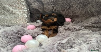 Yorkshire Terrier dogs - Advert 7