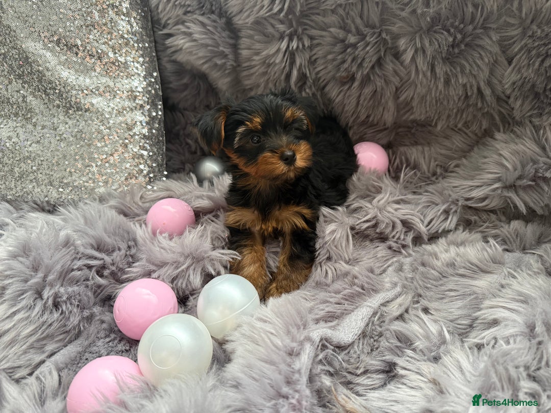 Yorkshire Terrier dogs for sale: Beautiful Yorkshire terrier puppies  - Image 13