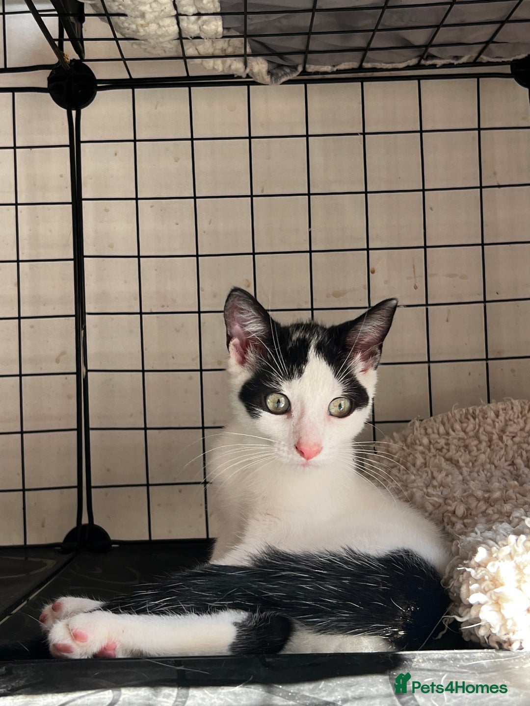 Turkish Angora cats for sale: ⭐️ Beautiful Turkish Angora X Bengal kittens ⭐️ - Image 6