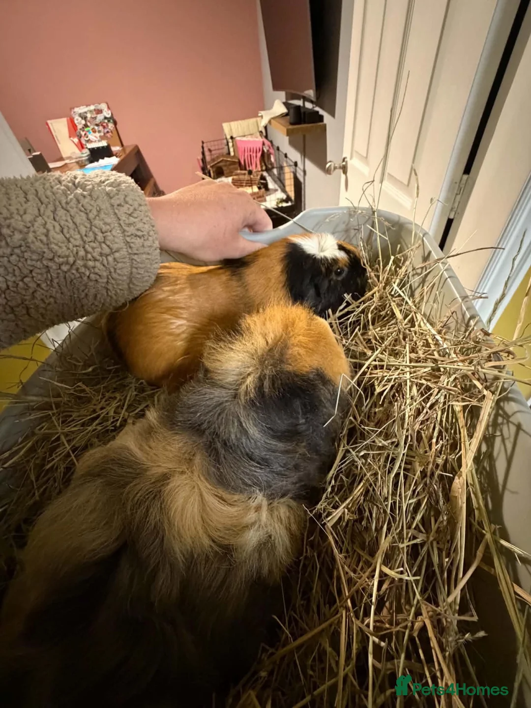 Guinea Pig rodents for sale: 2 female guinea pigs  in Barrow-upon-Humber - Advert 2