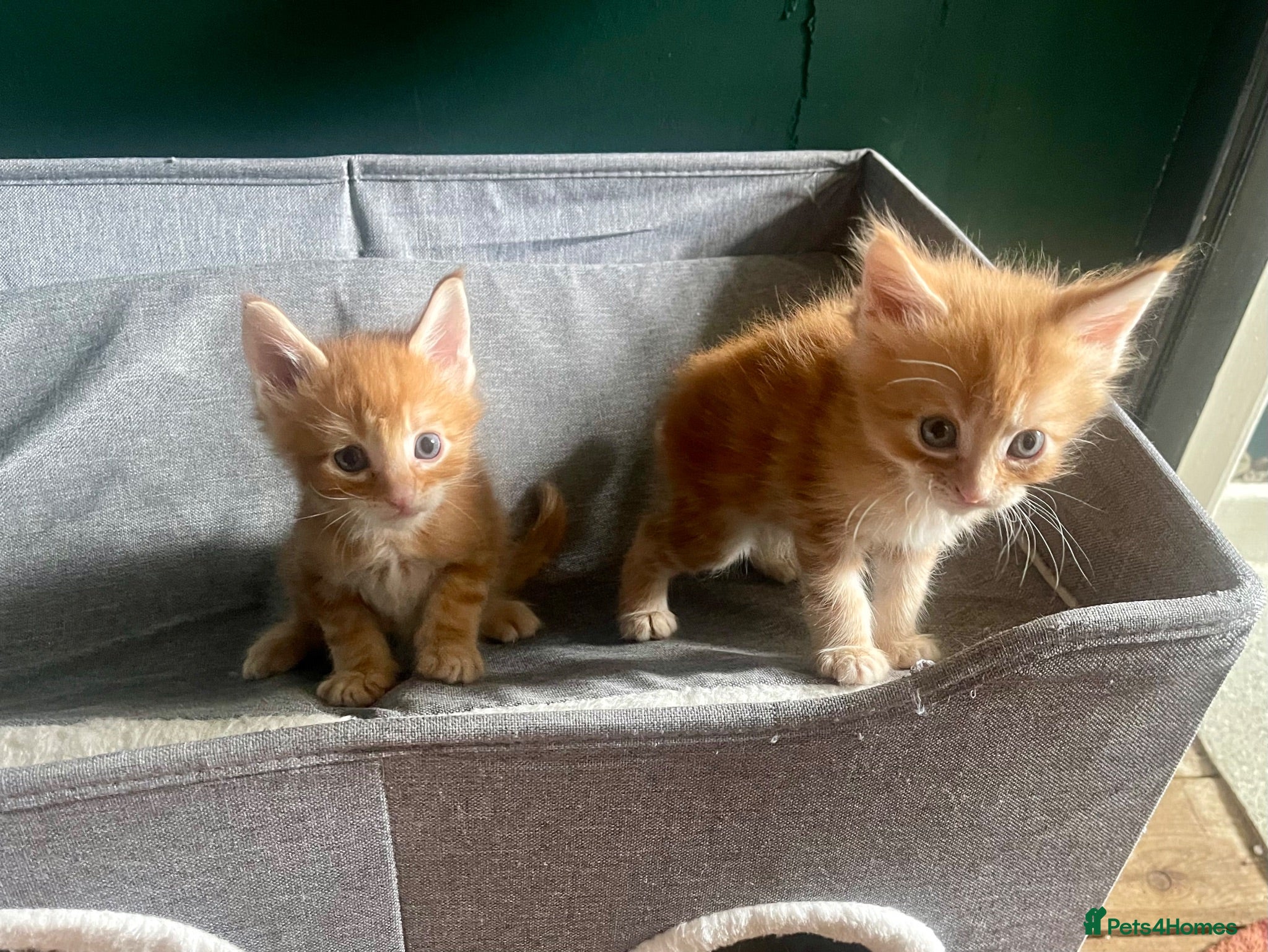Maine Coon cats Maine Coon kittens  - Advert 1