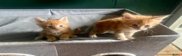Maine Coon cats for sale: Maine Coon kittens  - Advert 1