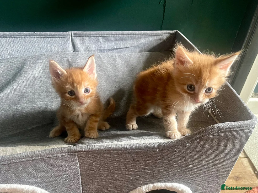 Maine Coon cats for sale: Maine Coon kittens  - Advert 1