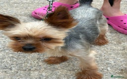 Yorkshire Terrier dogs for stud: Yorkshire terrier for stud proven - Image 3
