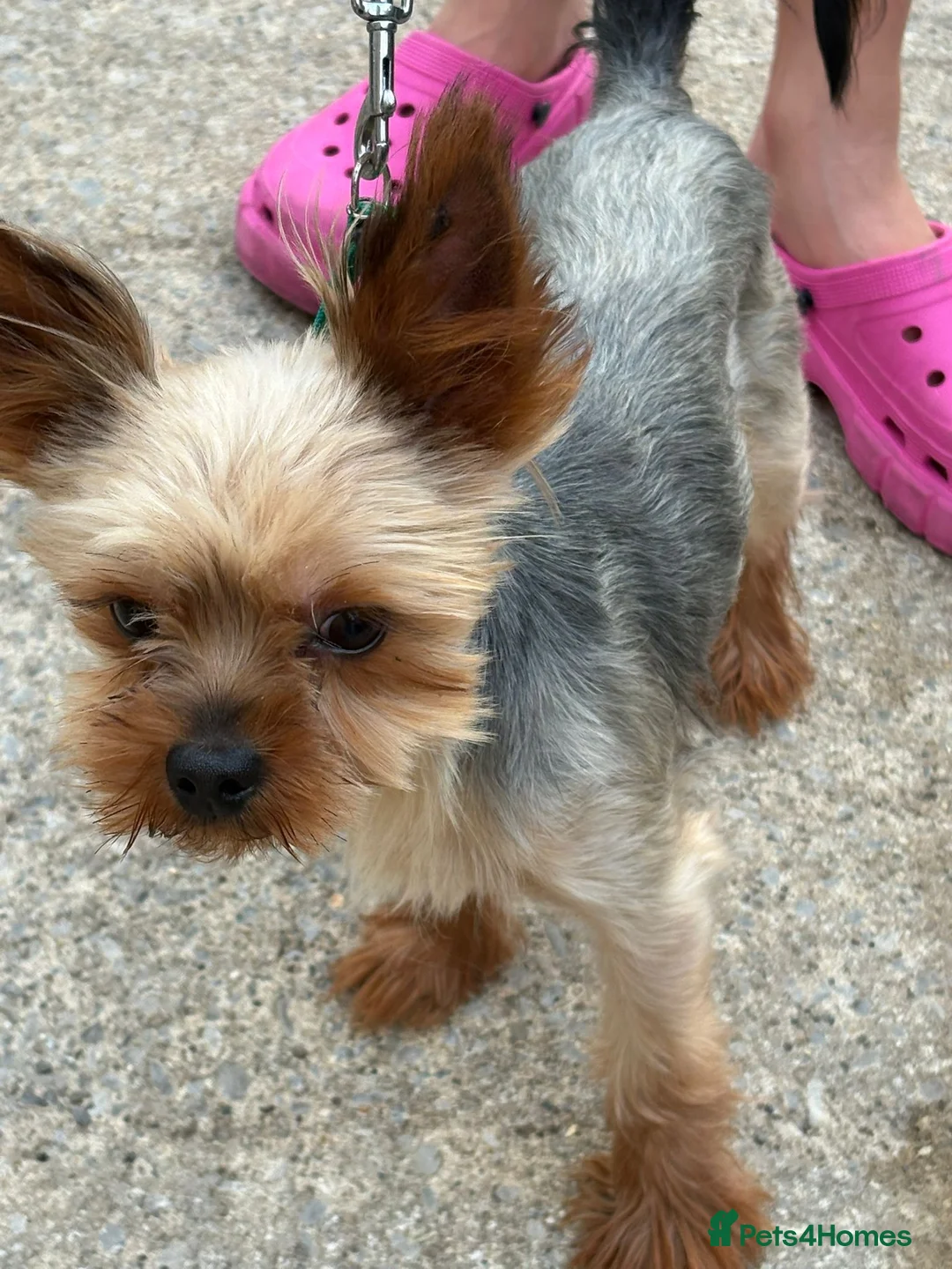 Yorkshire Terrier dogs for stud: Yorkshire terrier for stud proven - Advert 3