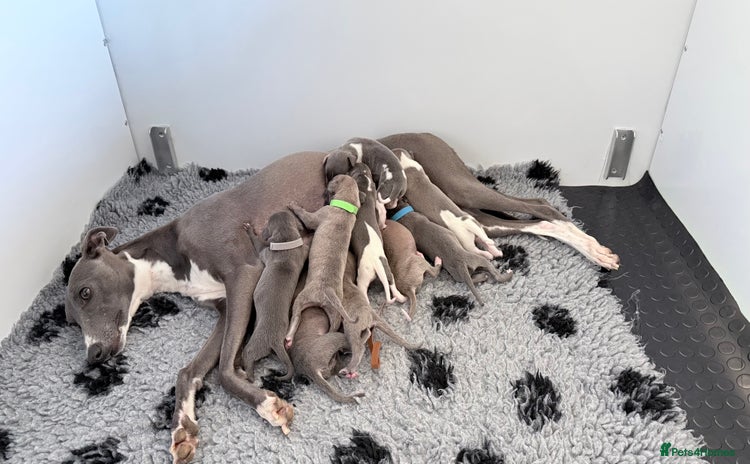 Whippet dogs - Advert 5