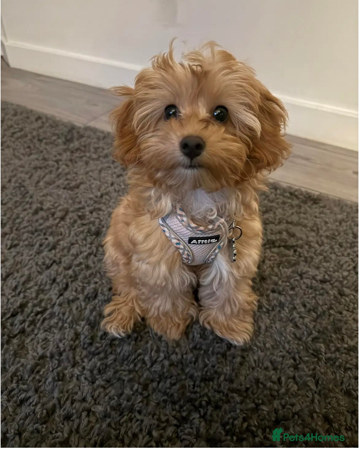 Maltipoo dogs Rehoming our beautiful Maltipoo puppy Jessie.  - Advert 1