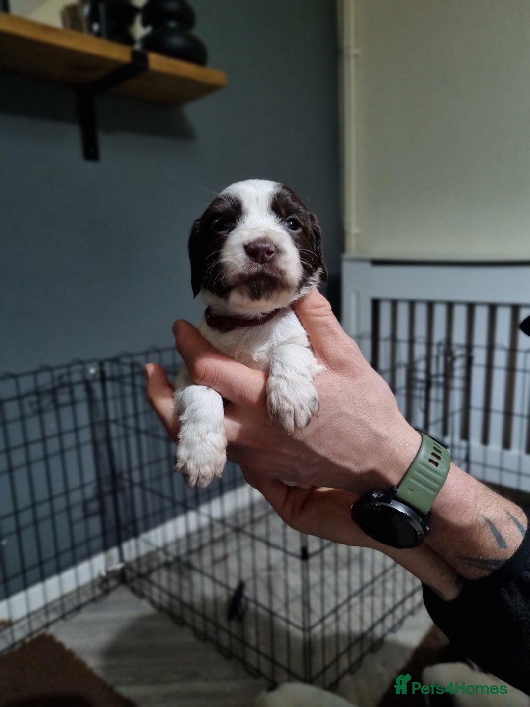 English Springer Spaniel dogs for sale: KC registered English Springer Spaniel puppies 🐾 - Advert 8