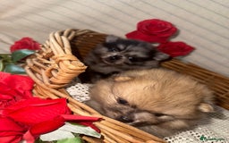 Pomeranian dogs for sale: Merle miniature Pomeranians  - Image 8