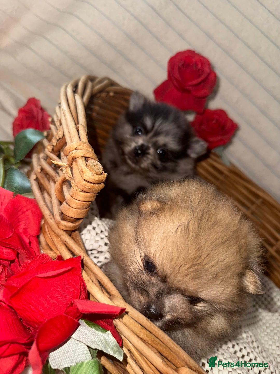Pomeranian dogs for sale: Merle miniature Pomeranians  - Image 8