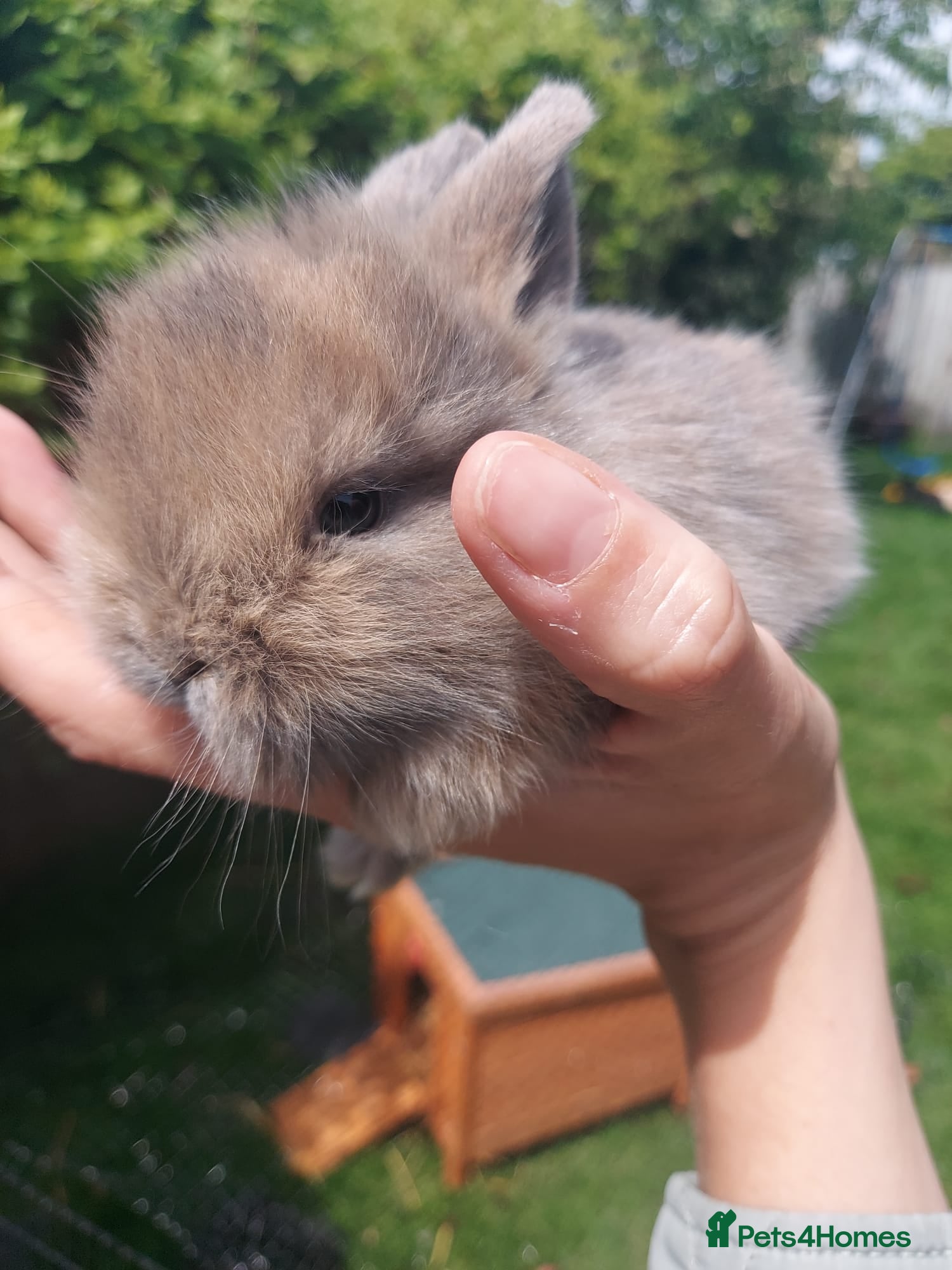 Mini Lop rabbits for sale: 3 x Mini Lion Lops ready to collect 23 June - Advert 9
