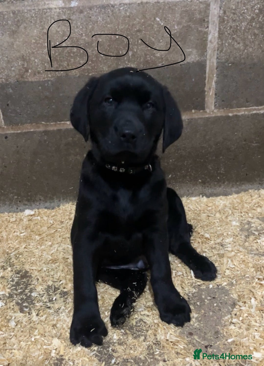 Labrador Retriever dogs for sale: READY NOW.Beautiful black KC registered Labradors  - Advert 22