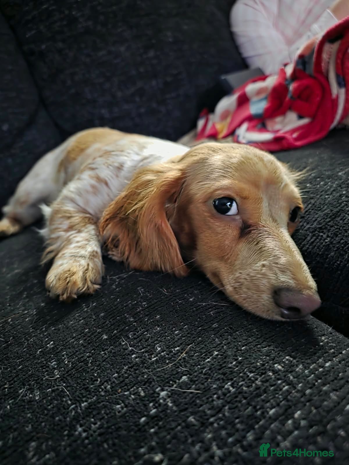 Miniature Dachshund dogs for sale: Piebald miniature dachshund  - Advert 17