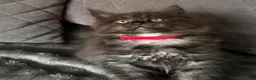Maine Coon cats for sale: Main coon kittens in Tiverton - Advert 13
