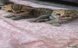 Scottish Fold cats for sale: 5 Scottish Folds - Image 7