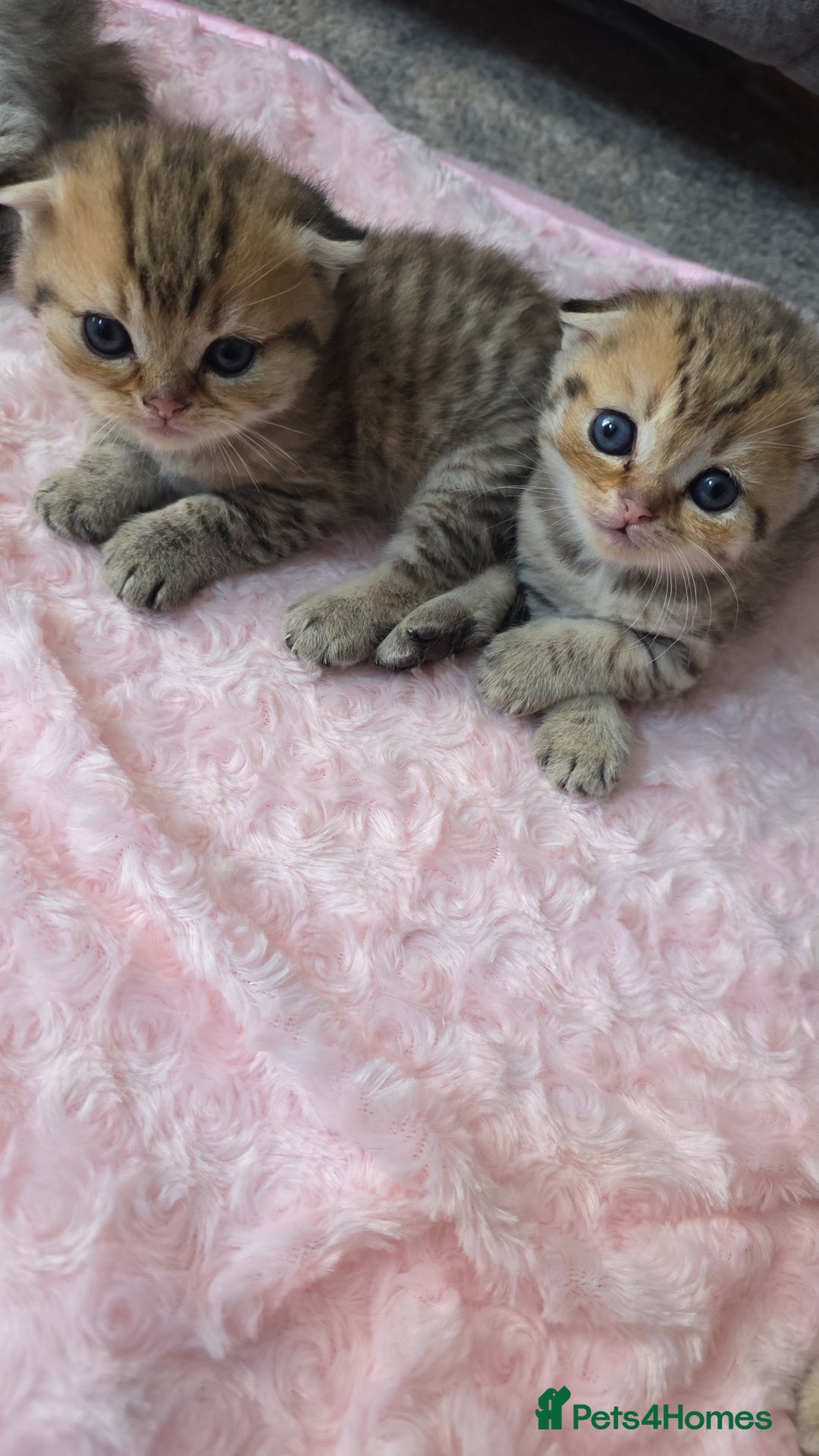 Scottish Fold cats for sale: 5 Scottish Folds - Image 7