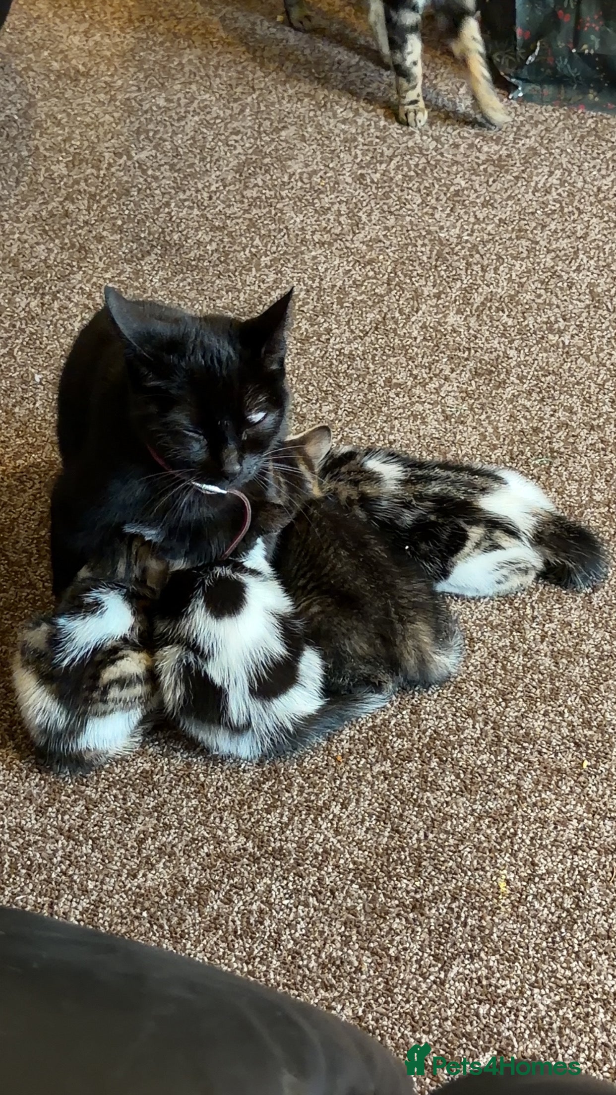 Mixed Breed cats 4 gorgeous tabby kitten, - Advert 1