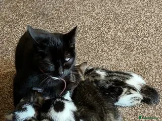 Mixed Breed cats 4 gorgeous tabby kitten, - Advert 1